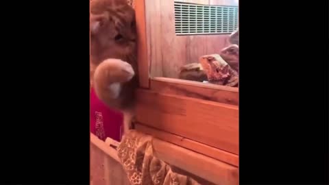 Funniest Animals - Best Of The 2021 Funny Animal Videos