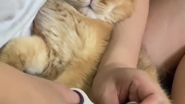 Funny and Cute Cat Videos #322