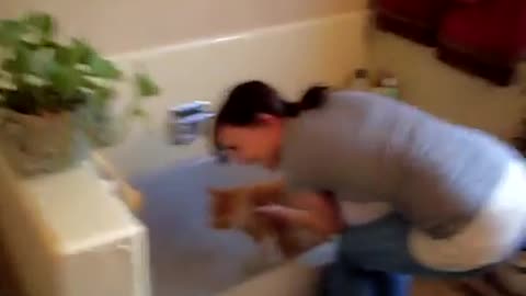 cat bath freak out funny