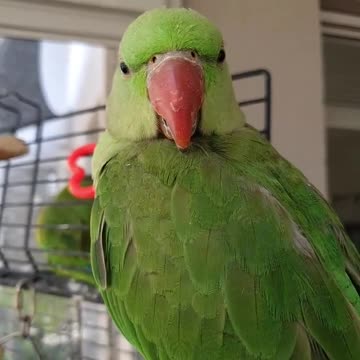 A green parrot stands in its cage in amazement amid the birds singing around it