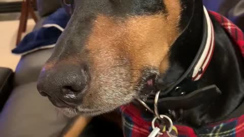 HANZ DROOLING FOR PIZZA 1.2021