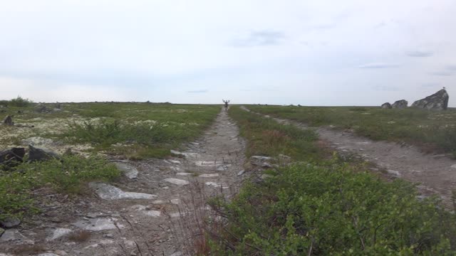 Reindeer Charges at Hiker in the Tundra