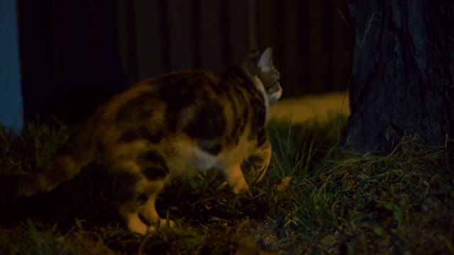 Top Lost Cat Trends This Year