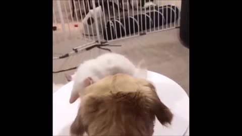 Episode 7 - Unwind with pets