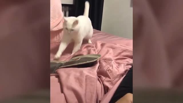 Cats, funny cats video 2021