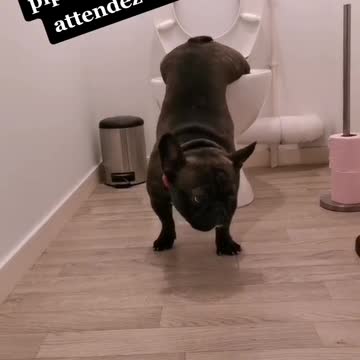 #animaux #pet #fyp #foryou #foryoupage #pourtoi #drole #funny ...