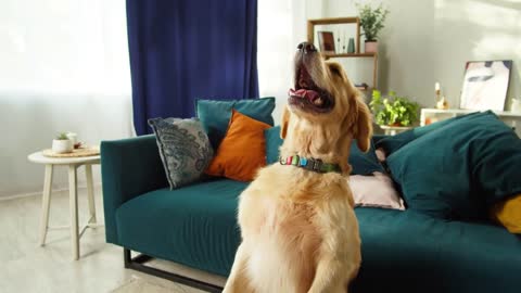 Golden retriever standing on back paws close-up