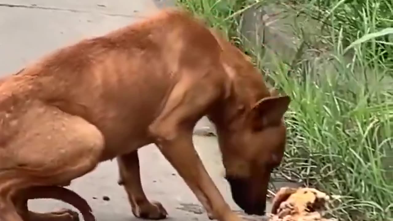 Feeding Stray Dogs