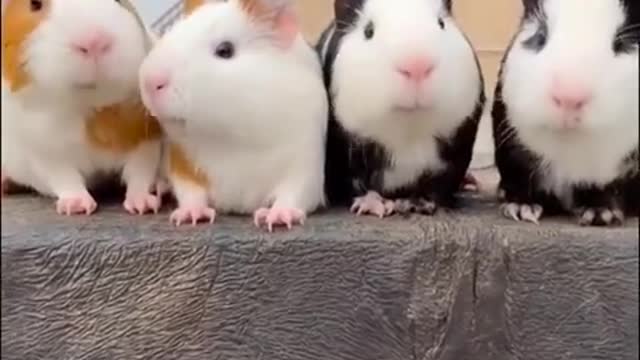 AWW CUTE BABY ANIMALS Videos Compilation cutest moment of the animals 2020 - Soo Cute! #58