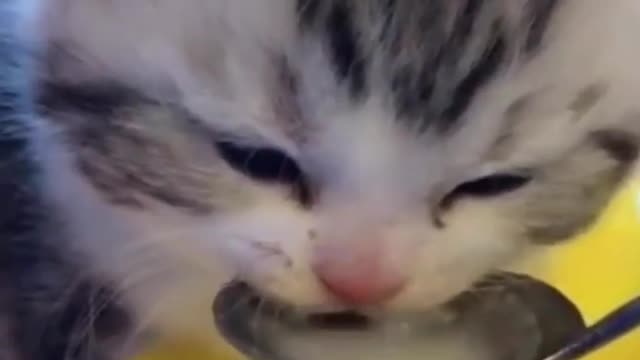 Baby cat drink