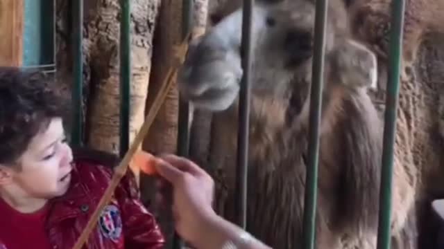 Baby play with animal 🦒 in the zoo