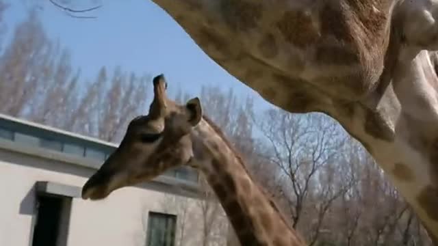 Great tongued giraffe