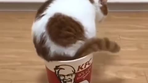 Funny Cat in KFC Container 🤣