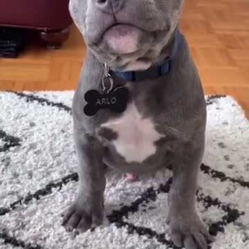 So Freaking Cute Puppy