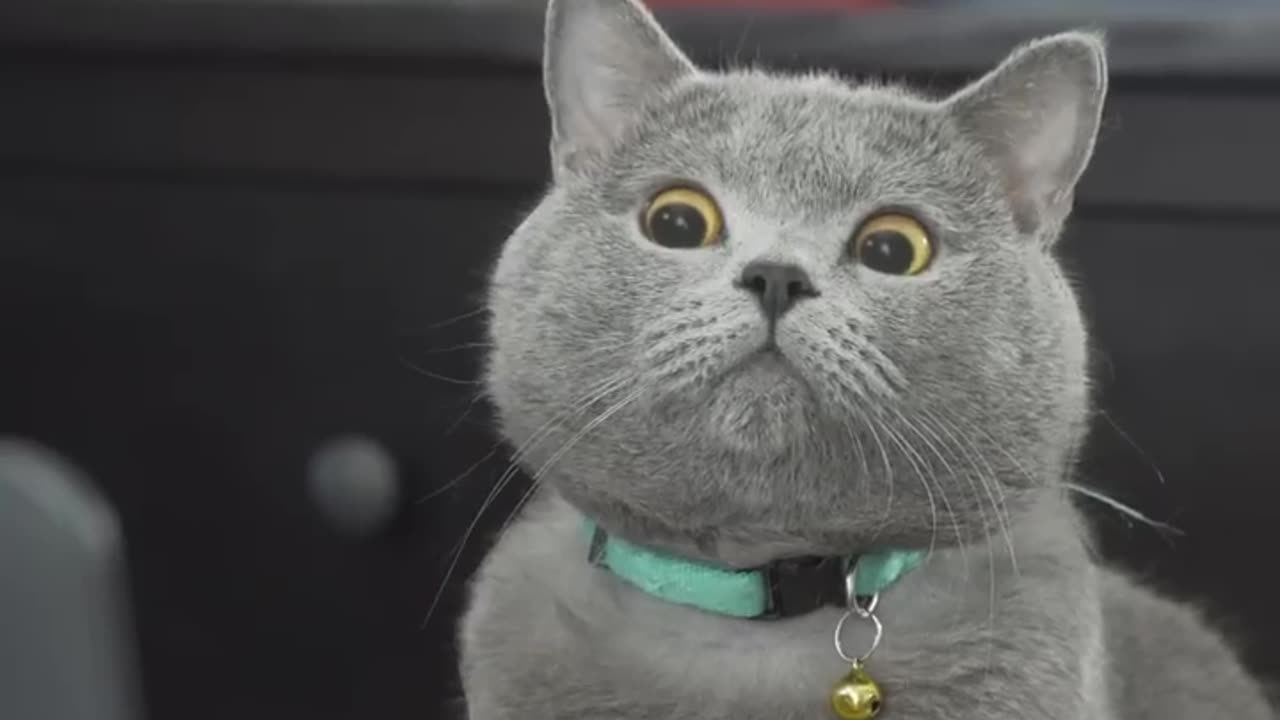 The Ultimate Viral Cat Video