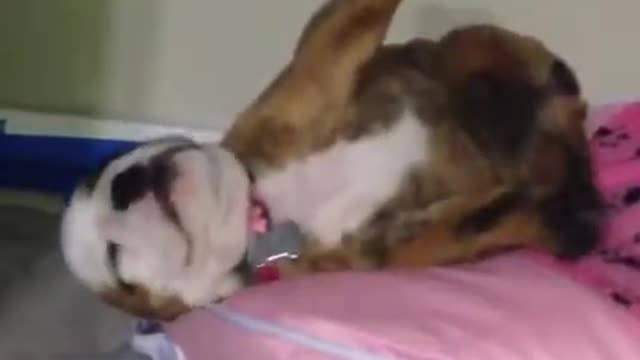 Funny bulldogs are my favorite animals