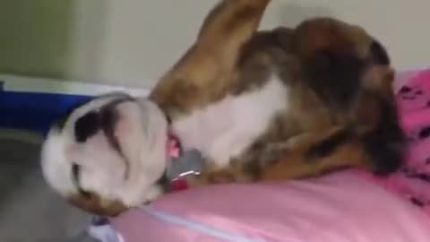 Funny bulldogs are my favorite animals