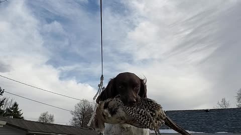 Springer Spaniel on bench