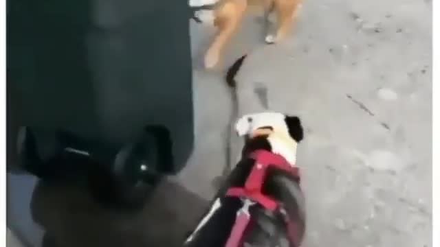 Best Funny Animal Videos 2022 😺 Funny Dog Videos 2022 😁 Funniest Dog Videos 😁😇