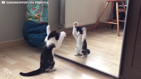 Cute Kitten Admires Himself In The Mirror