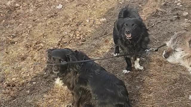 Three dogs bark and talk to each other at the park