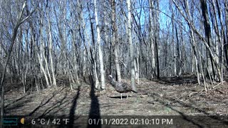 Turkey on Trail Camera