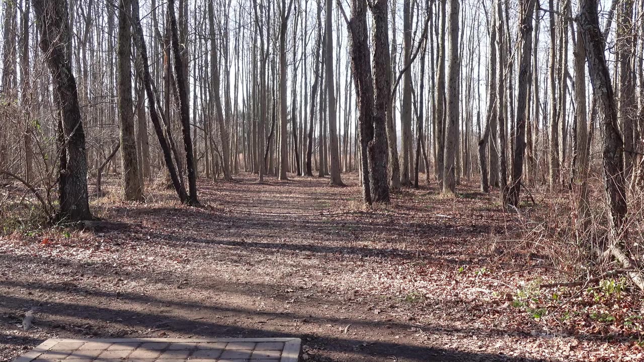 How to Birdie Mercer Hole 7 #discgolf #mvpdiscsports #TeamPhoenixDiscs #TeamFoundationDiscs
