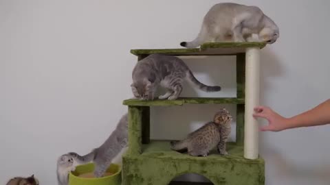 This cute kitten gets excited when a cardboard package arrives