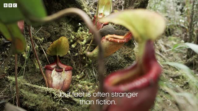 A Poo-Eating Plant!? | The Green Planet | BBC Earth