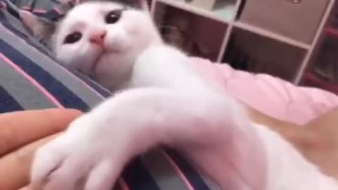 cute cat! playing cats! #viral #most #popular #cute cate #animals