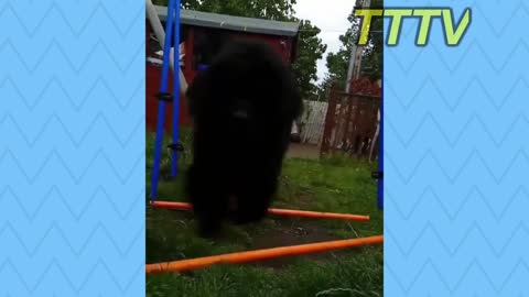 Funny Dog Videos