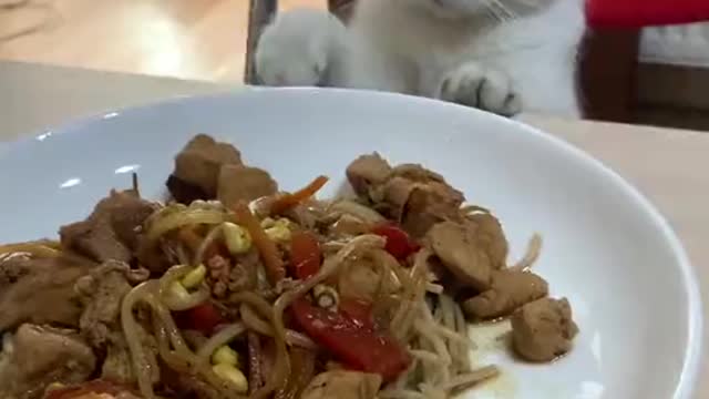 Nice and obedient kitty wants to eat