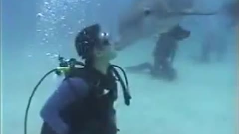 Scuba diving with dolphins.