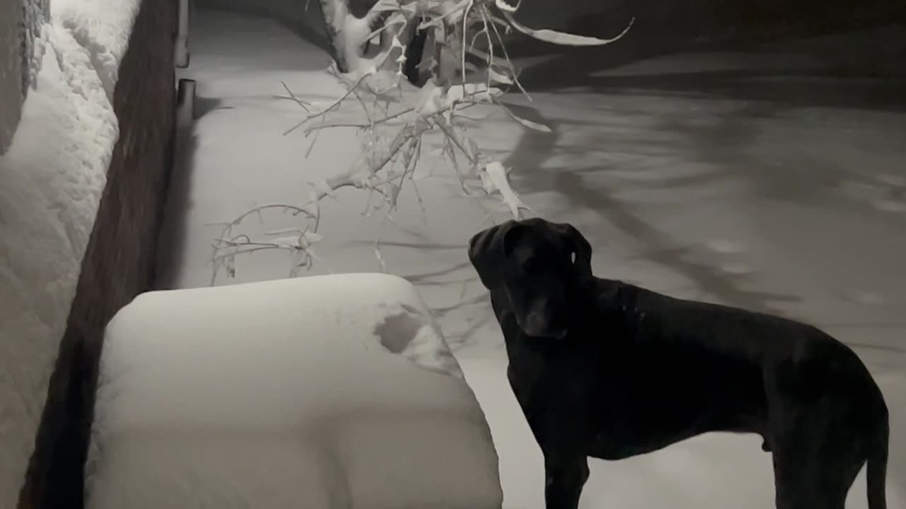 Snowfall Snack Time Canine Midnight Munchies