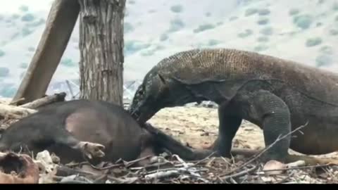 Komodo eats wild boar