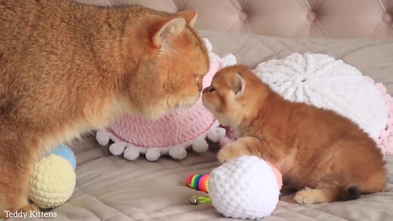 The kitten saw his father William For the First Time. In this video