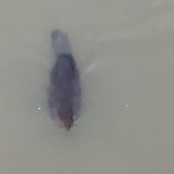 Beaver’s voice. It dies if it doesn’t sharpen his fangs