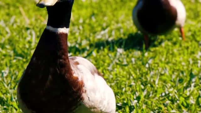 Funny Duck Trolling Babies and Kids 🦆🦆 Funny Babies and Pets