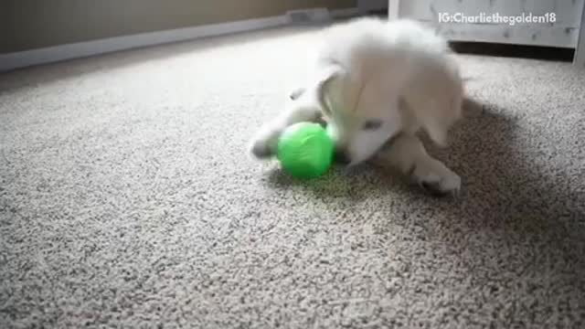 White golden retriever puppy on carpet playing with green ball