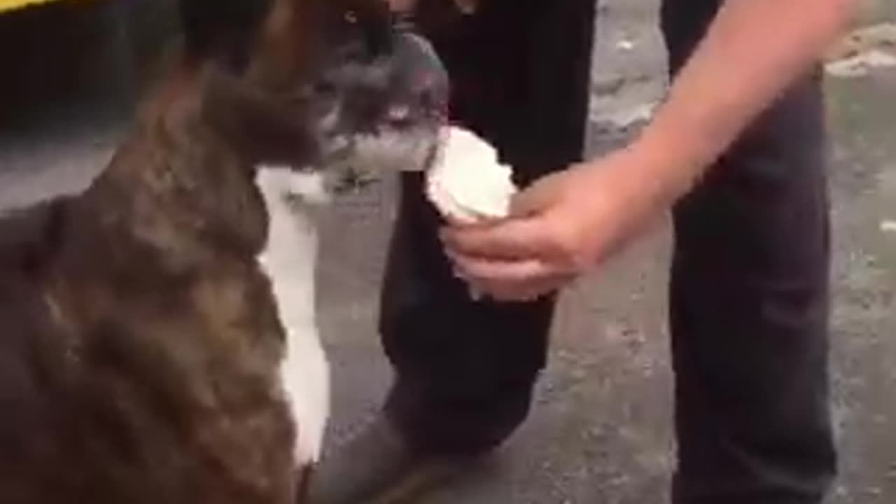 Dog Enjoys His Daily Ice Cream