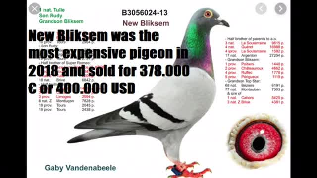 Top 5 world most expensive pigeon 🕊🕊🕊🕊🕊