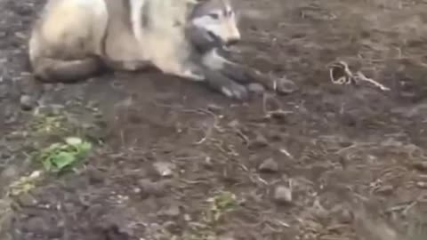 wolf caught in the trap being saved