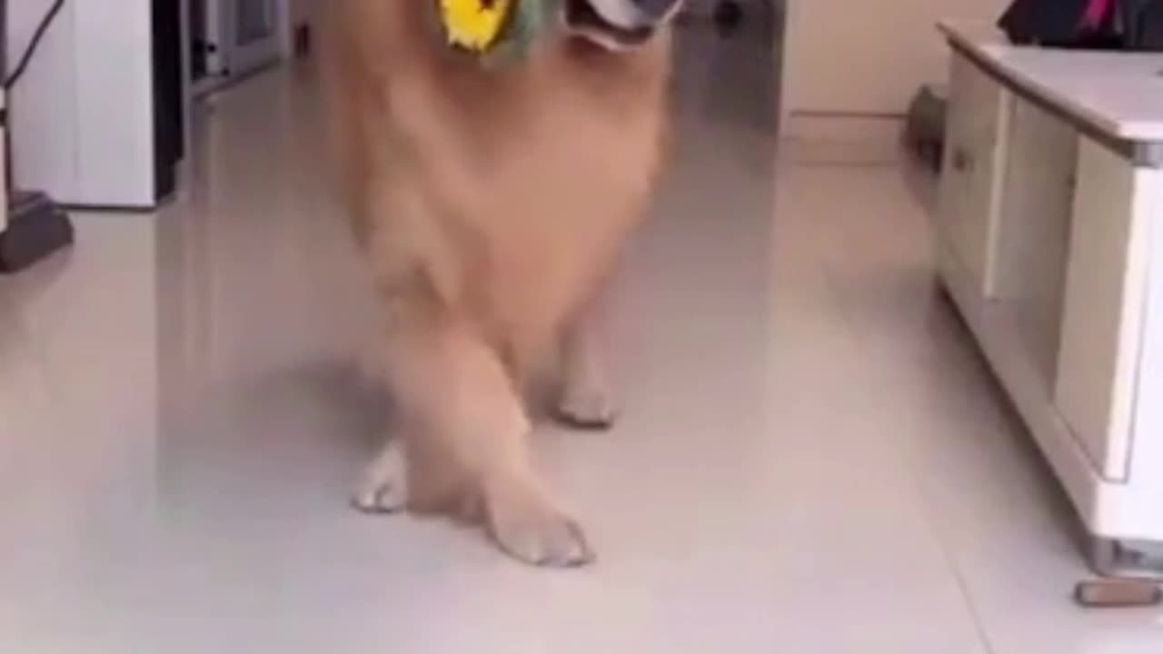 Seductive Serenade: Dog's Flower Power Dance of Love!