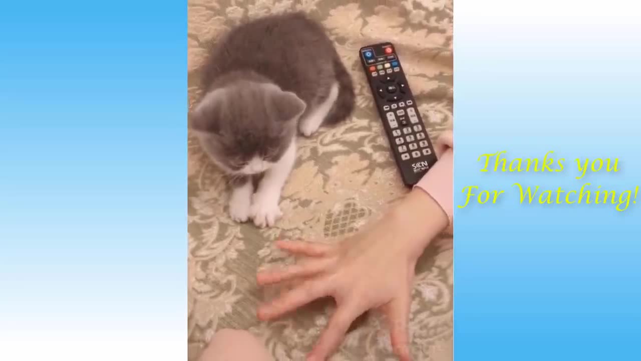 Funny and cute cat's Life Cats and owners are the best friends video