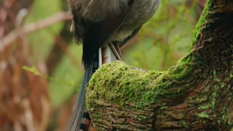 Bird singing