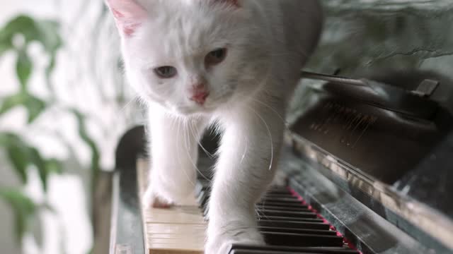 a white cat walking over the piano keyboard