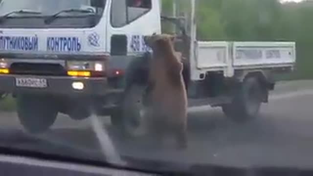 The bear stops cars and asks for food