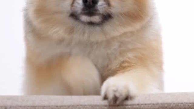 Most cute and sweet dog video ❤️😘🤗🤗😘 You just love it