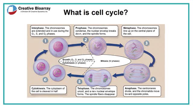 cell based assays