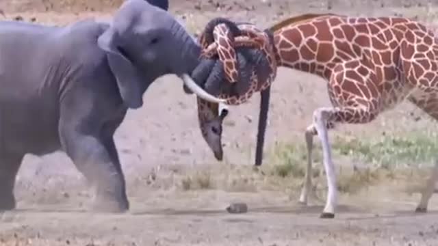 Giraffe and elephant fighting | animal fighting